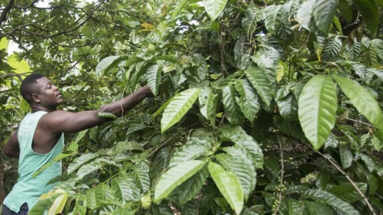 Akoma Coffee plantation Achille Massoma 768x432