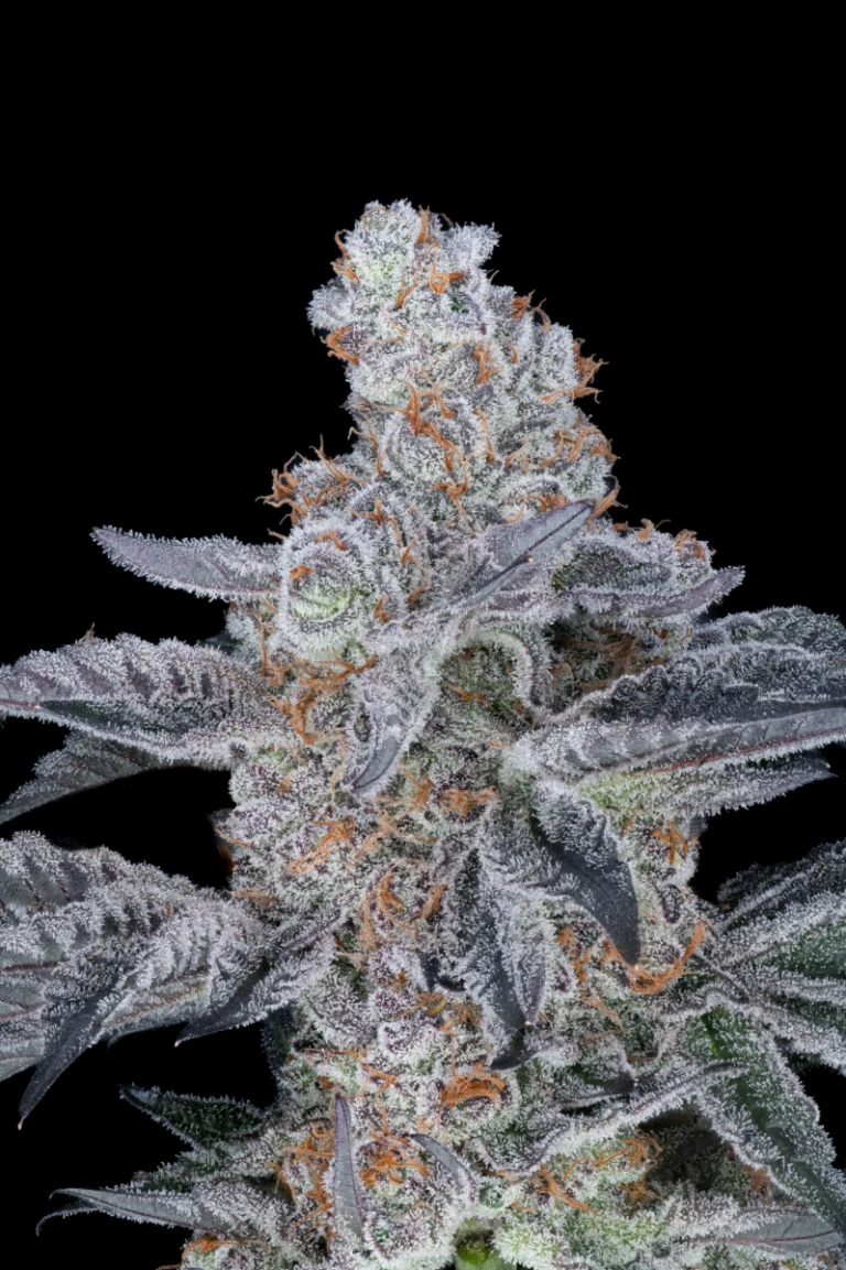 BananaPunch BBv2 768x1153