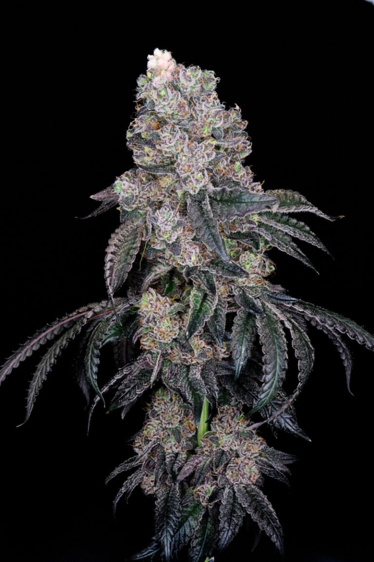 Frumpz x BBv2 768x1153