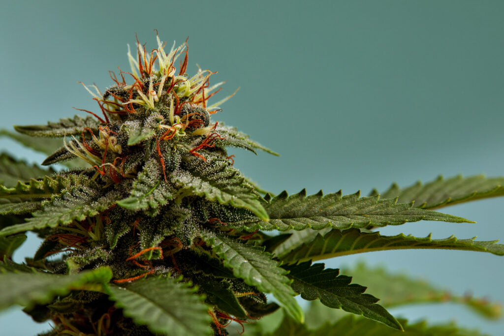 close up of a cannabis bud flower isolated in photo