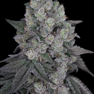 Xeno Seed Company photo of a budding flower -Mystic Mint.