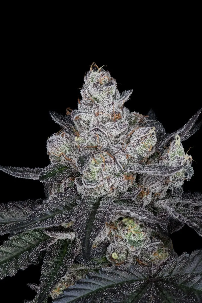 HOPM x BB 5 scaled e1738834642582