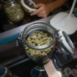 A Opened Jar Filled With Raw Marijuana Buds On A D 2025 03 09 23 30 37 Utc