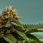 Close Up Of A Marijuana Buds Flower Isolated On A 2025 01 07 18 18 59 Utc