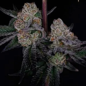 Black Durban